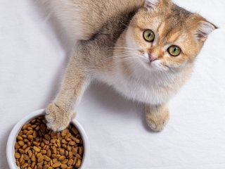 Смертельна небезпека в мисці: чому сухий корм може вбити вашого кота