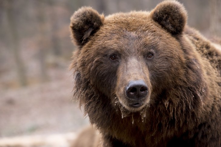 Медведь, в поисках пищи, посетил магазин и даже продезинфицировал себе нос.