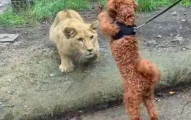 Пользователей соцсетей повеселило знакомство маленькой собачки и грозного льва