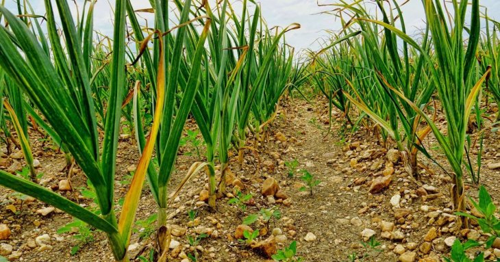 Що робити, якщо навесні жовтіє часник: яке підживлення найкраще для вирішення проблеми