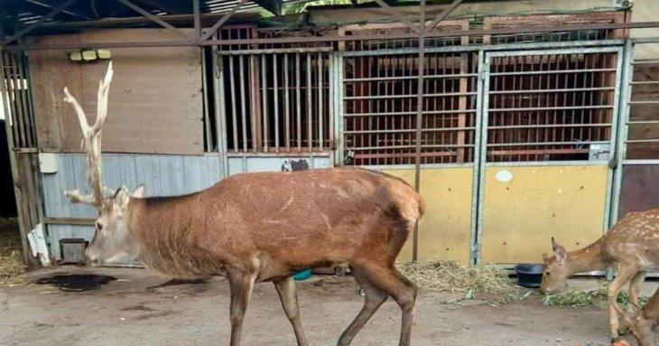 Олень Борис одужує після ДТП: ветеринари розповіли про його стан