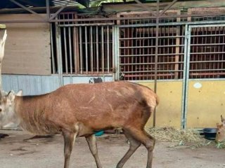 Олень Борис одужує після ДТП: ветеринари розповіли про його стан