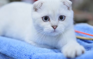 Сети насмешил кот, которому не понравилось у ветеринара (ВИДЕО)