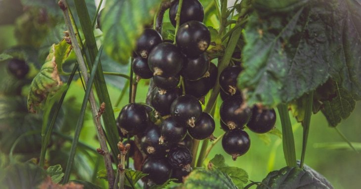 Влітку рясний урожай ягід гарантовано: ось що потрібно дати смородині просто зараз