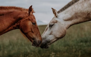 Тест на особистість: яка ваша найкраща якість у дружбі — оберіть фото, щоб дізнатися