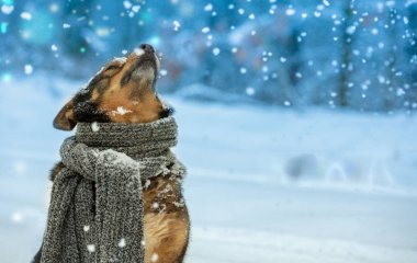 Різдвяні ласощі для собак можуть бути смертельно небезпечними: що варто знати