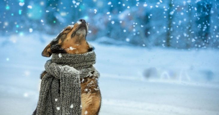 Різдвяні ласощі для собак можуть бути смертельно небезпечними: що варто знати