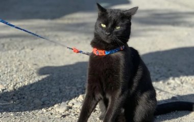 Хозяин котика поделился видео, на котором пушистик подружился с мышкой, которую должен был поймать