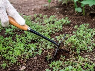 Як позбутися портулаку на городі без зайвих зусиль: перевірені способи боротьби з бур’яном