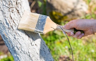 На плодових деревах не буде моху та лишайників: чим обробити, щоб стовбури завжди були чистими