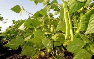 Для чого кидають насіння кукурудзи та квасолі в одну ямку при посіві культур