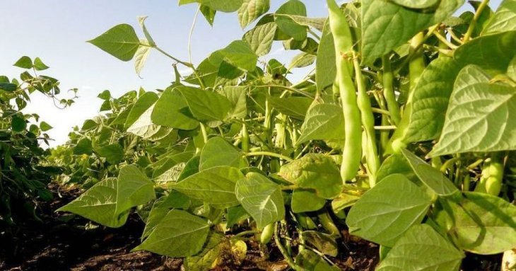 Для чого кидають насіння кукурудзи та квасолі в одну ямку при посіві культур