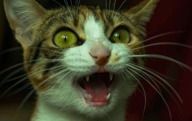 Весняне прибирання загрожує домашнім улюбленцям: як уникнути отруєнь та болісних опіків