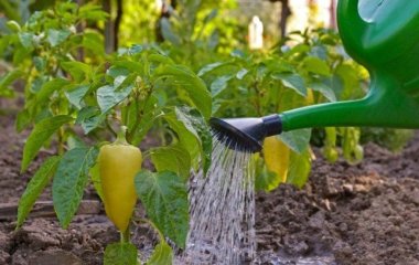 Як часто та правильно поливати перець: секрети рясного врожаю
