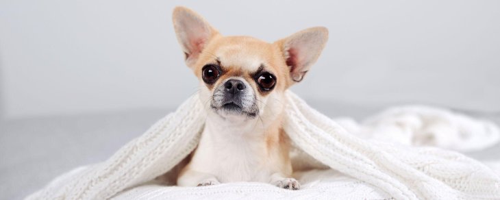 Собака, принимающая ванну, развеселила YouTube (ВИДЕО)