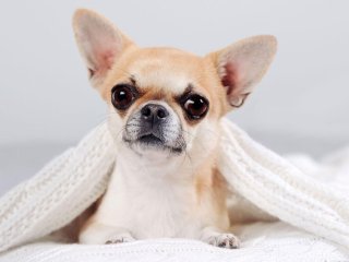 Собака, принимающая ванну, развеселила YouTube (ВИДЕО)