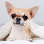 Собака, принимающая ванну, развеселила YouTube (ВИДЕО)