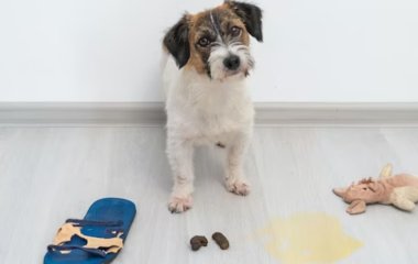 Мали 159 котів — парі французів заборонили заводити тварин