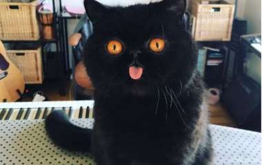 Черный кот с необычной мордочкой стал звездой Сети (ФОТО)