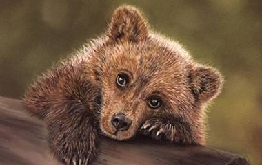 Турецкие фермеры спасли медвежонка, наевшегося «пьяного» меда