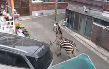 Зебра сбежала из зоопарка и три часа гуляла по городу (ВИДЕО)