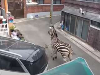 Зебра сбежала из зоопарка и три часа гуляла по городу (ВИДЕО)