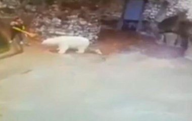 Уборщица в зоопарке прогнала белого медведя веником (видео)