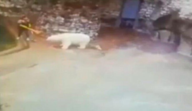 Уборщица в зоопарке прогнала белого медведя веником (видео)