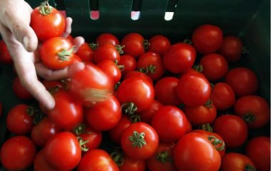 Ученые нашли пользу для печени от употребления помидоров