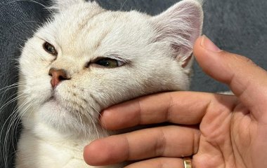 Не ігноруйте це: що трапляється з котом, коли ви гладите його перед сном