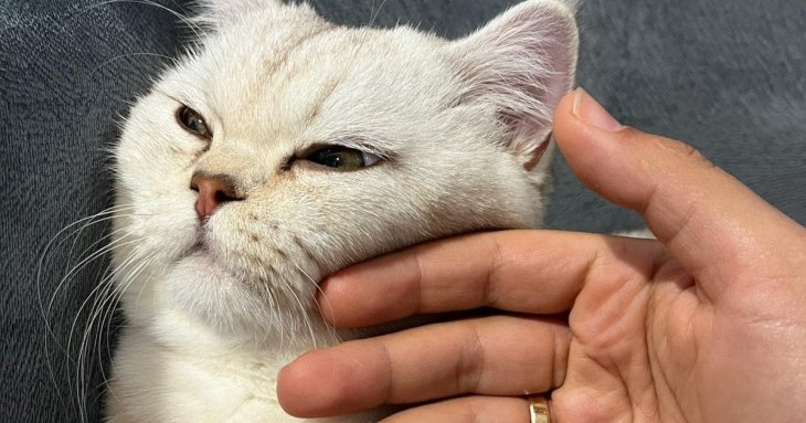 Не ігноруйте це: що трапляється з котом, коли ви гладите його перед сном