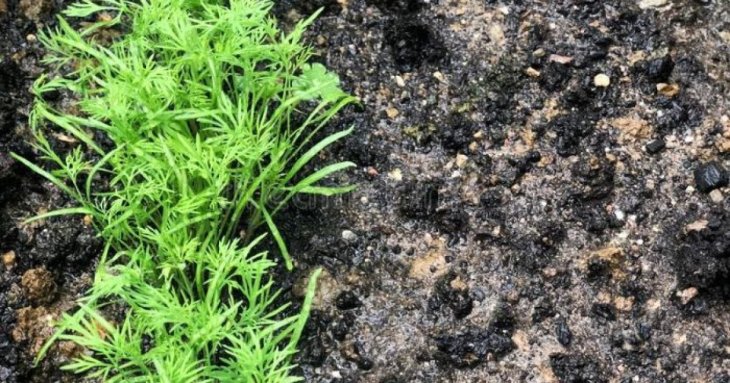 Коли сіяти кріп у відкритий ґрунт: ідеальний час, поради