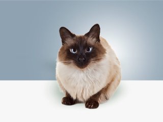 Кот нашел забавный способ отомстить улизнувшему от него кроту (ВИДЕО)
