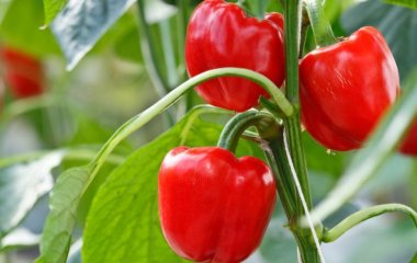 Чем подкармливать перец, чтобы получить щедрый и здоровый урожай