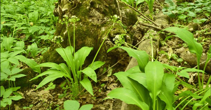 Як відрізнити черемшу від чемериці, щоб зберегти життя собі та своїм близьким