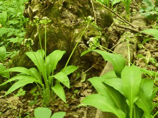 Як відрізнити черемшу від чемериці, щоб зберегти життя собі та своїм близьким