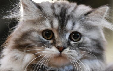 Кошка удобно устроилась прямо в половинке арбуза (ВИДЕО)