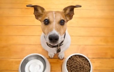 Психолог от Бога: в одном из городов Вьетнама хитрая собака придумал, как выпрашивать пищу у людей