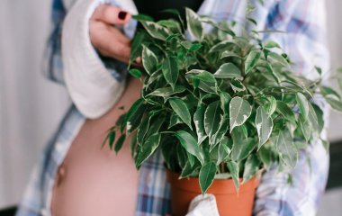 7 неоспоримых причин обзавестись комнатными растениями