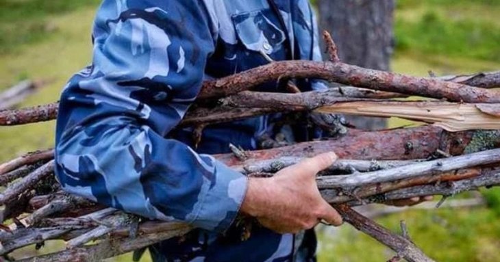 Правила збору дров у лісах України: чи зміниться щось для громадян 2026 року