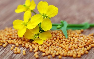 Як звичайна гірчиця допоможе боротись зі шкідниками на городі та в саду