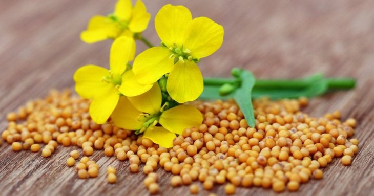 Як звичайна гірчиця допоможе боротись зі шкідниками на городі та в саду