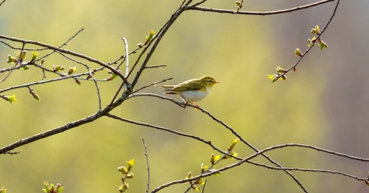 День ангела 20 квітня: кого та як вітати з іменинами