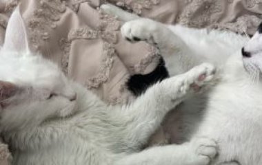 Дружина викрила чоловіка на зраді завдяки зеленій шерсті її кота: що сталося (фото)