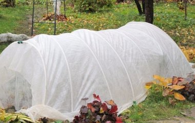 Чи потрібно вкривати троянди на зиму чи ні: надано остаточну відповідь