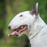 Сообразительный бультерьер нашел быстрый способ спускаться с лестницы (ВИДЕО)