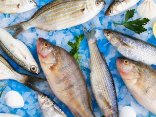 Яка риба вважається найкориснішою — морська чи річкова: науковці дали остаточну відповідь
