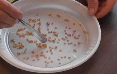 Насіння зійде майже все - просто замочіть його у цьому розчині