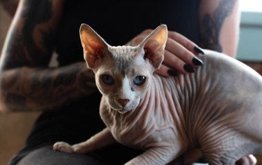Сети насмешили коты-сфинксы, жадно поедающие огурцы (ВИДЕО)