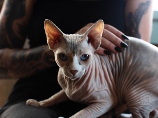 Сети насмешили коты-сфинксы, жадно поедающие огурцы (ВИДЕО)